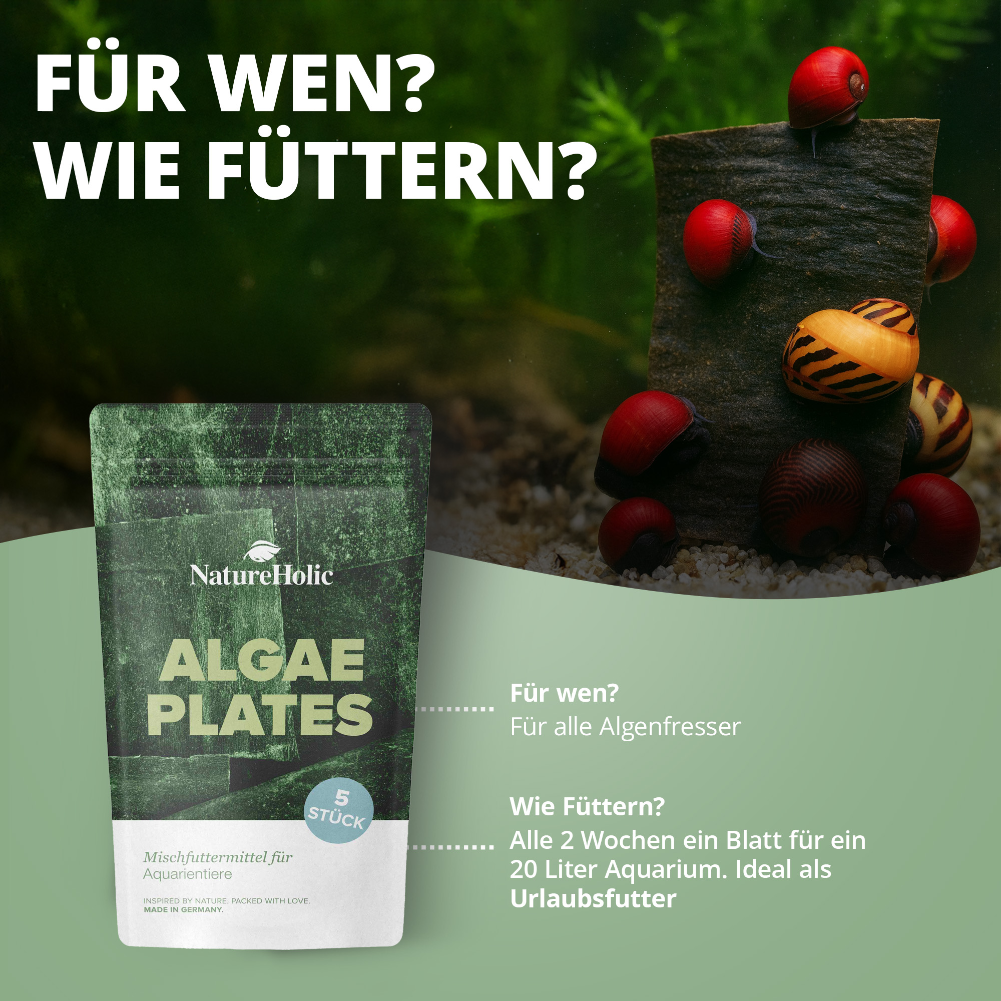 NatureHolic Algae Plates neben Aquariumschnecken